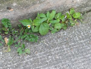 Galinsoga a petite fleurs