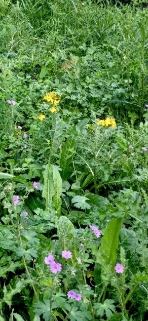 Geranium des bois et chelidoine