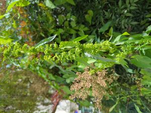 Rumex a feuilles longues