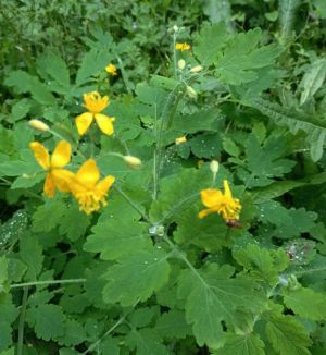 Chelidoine. herbe aux verrues