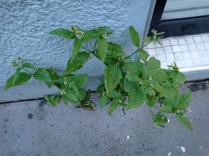 Galinsoga a petites fleurs