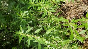 Parietaire officinale