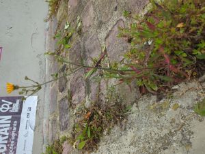 Crepide capillaire 3