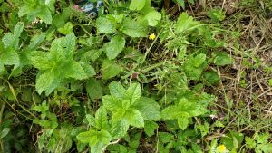 Menthe a feuilles rondes