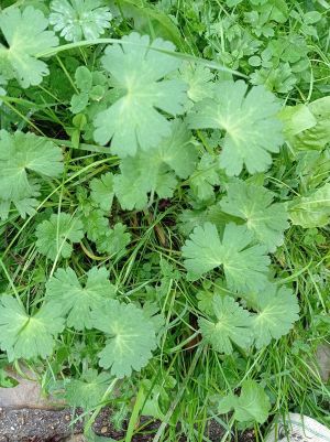 Geranium a feuille ronde