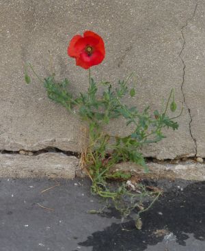 Coquelicot