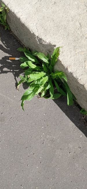 Plantain a feuilles dentees