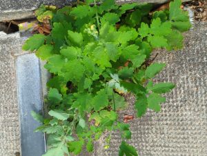 Herbe aux verrues 2 chelidonium majus