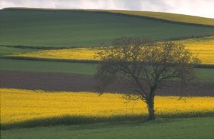 Limagne d'Auvergne 8