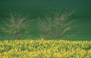 Limagne d'Auvergne 19