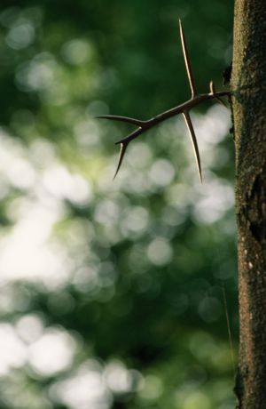 Parc des Buttes Chaumont 17