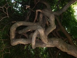 Parc des Buttes Chaumont 89