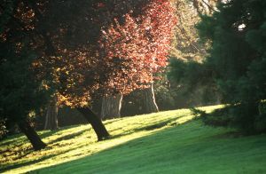 Parc des Buttes Chaumont 13