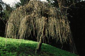 Parc des Buttes Chaumont 18