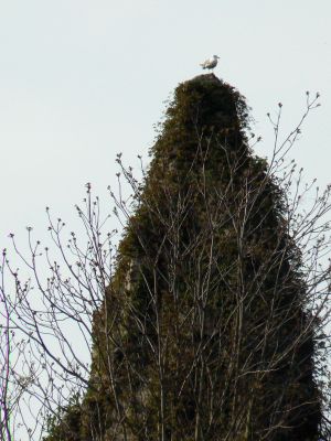 Parc des Buttes Chaumont 142