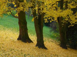 Parc des Buttes Chaumont 129
