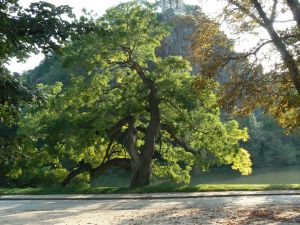 Parc des Buttes Chaumont 147