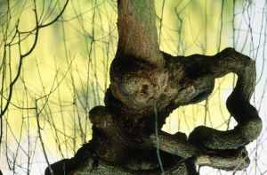 Parc des Buttes Chaumont 32