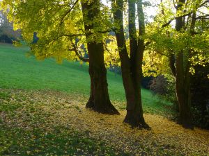 Parc des Buttes Chaumont 123