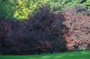Parc des Buttes Chaumont 77