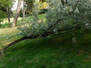 Parc des Buttes Chaumont 145