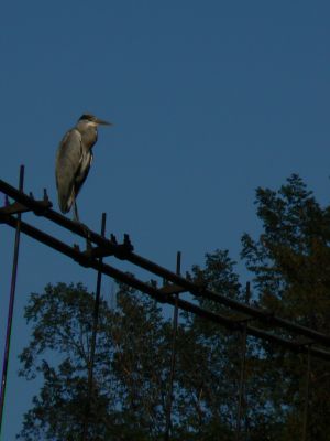 Parc des Buttes Chaumont 140