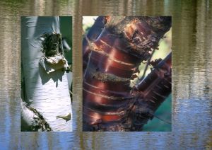 Bouleau de l'Himalaya, cerisier