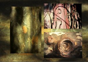 Platane, cerisier, platane