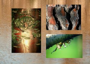 Cerisier, pin, bouleau blanc