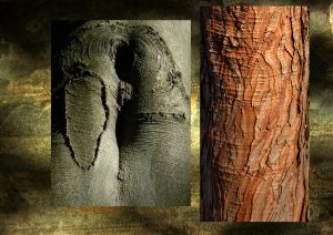 Hêtre, cyprès des étangs